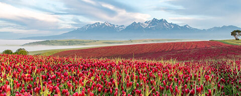 FOTOROZKVET, repríza výstavy 25. ročníka letnej fotografickej súťaže